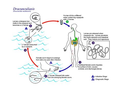  Acanthocephalus! Een Parasitaire Wormbijter Met een Verbluffende Levenscyclus