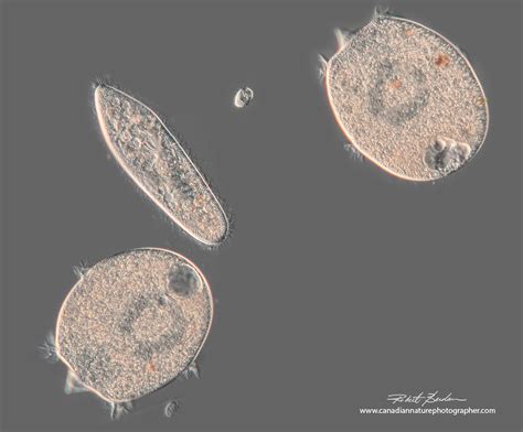  Didinium: Een Microscopisch Roofdier met een Ontzagwekkend Verteringsapparaat!