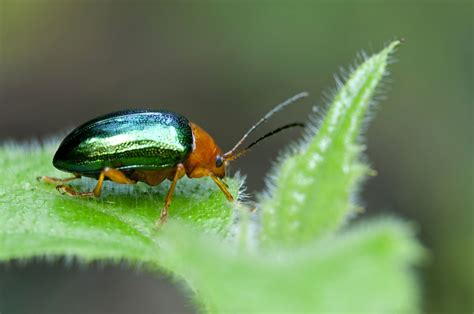  Ischnoptera! Een fascinerende kever met een verborgen levensstijl tussen bladeren en takken