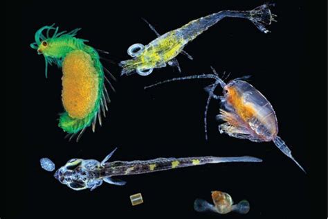  Kinetoplastiden: De Kleine Monsters van de Oceaan die zich Voeden met Bacteriën en Bewegen als een Danser!