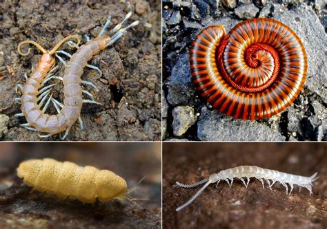  Littorina! Een Myriapode Met Meer Potet Dan Je Denk 