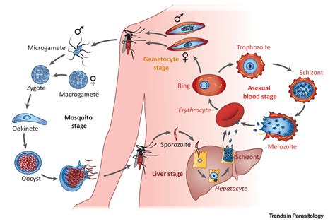  Plasmodium! De sluipende parasiet die malaria veroorzaakt en een meester in camouflage wordt