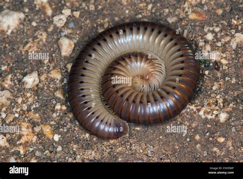  The Remarkable Thousand-Legger: This Gentle Giant With a Thousand Legs Will Amaze You With Its Underground Adventures