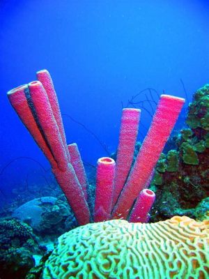  Tube Sponge: Een Meester In Camouflage Met Een Onverwachte Liefde Voor Filteren!