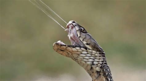 Vipers: Kruipende jagers met een dodelijke dosis venijn!