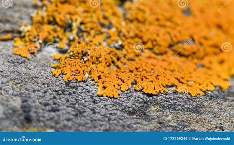  Xanthoria! Een kleurrijke symbiose op de rotsen